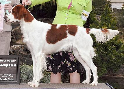 Irish Red and White Setter: CH RedBranch Radiant Sunset at NyaStar